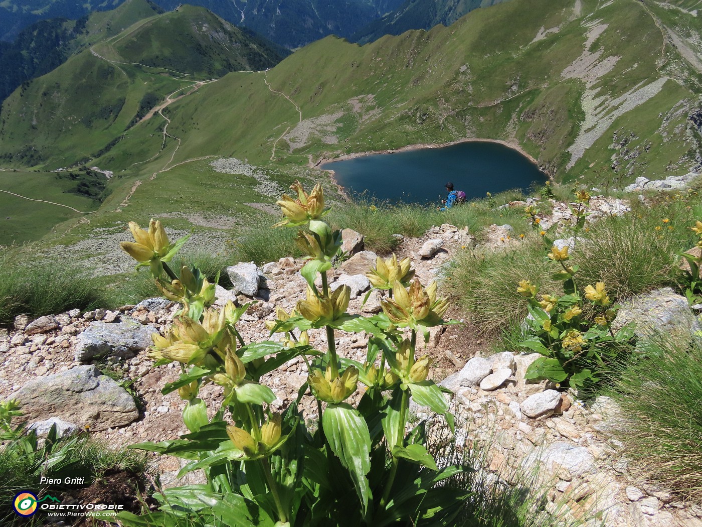 44 Bello il giallo della Gentiana punctata, come il blu scuro del Lago Moro.JPG